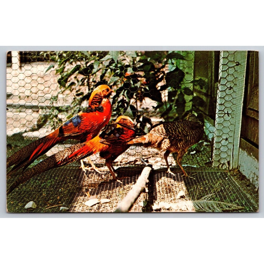 Postcard Indiana Parke County Golden Pheasants Gobblers Knob Zoo Farm Unposted